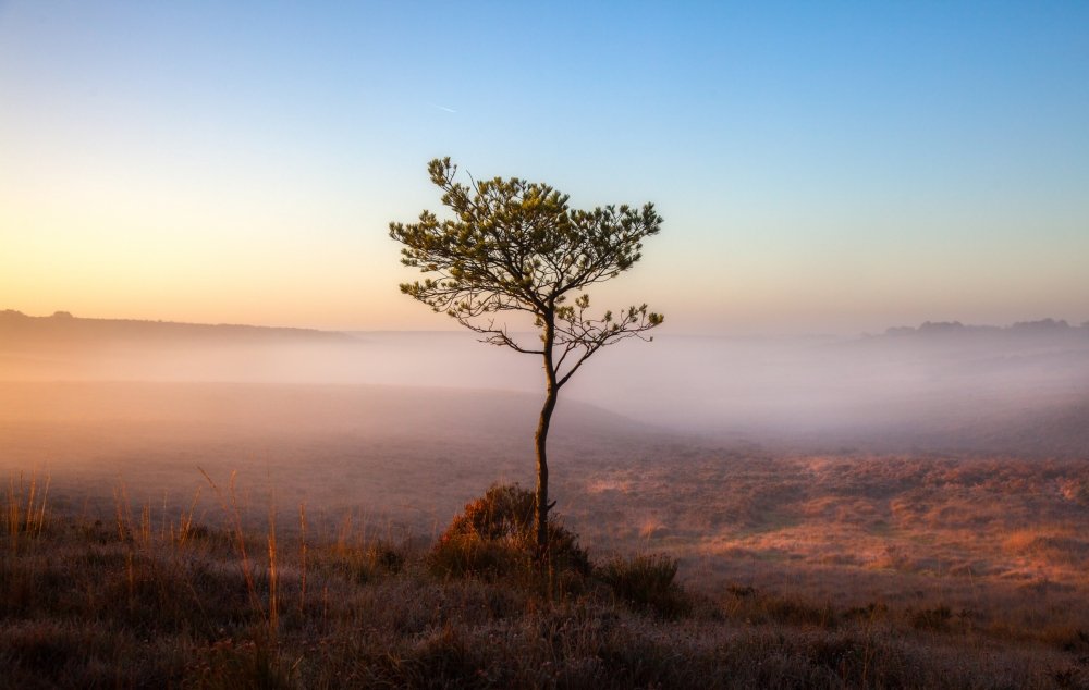 Lone tree surrounded by mist