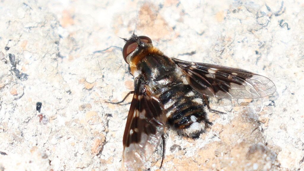 Close up of a black fly on white rock