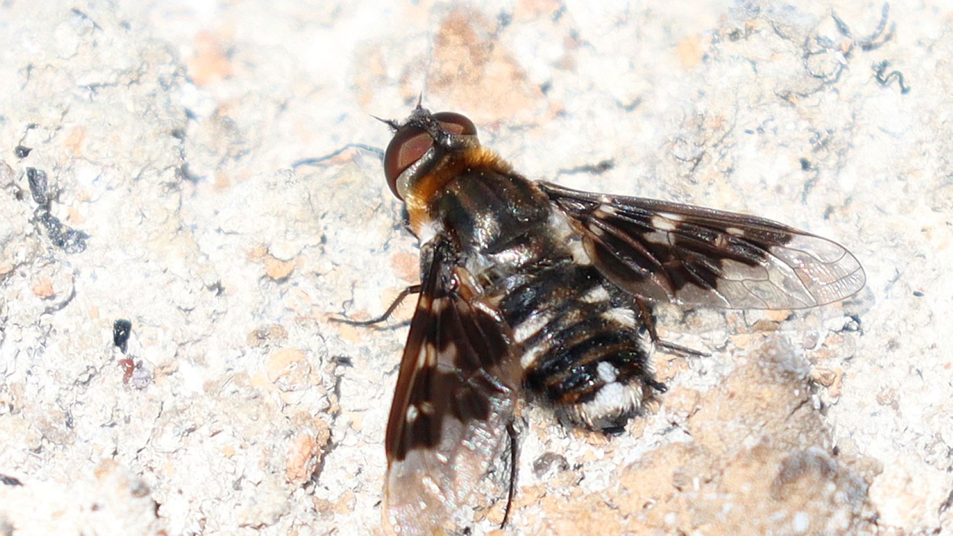 Close up of a black fly on white rock