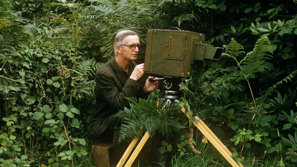 Man with glasses operating a large tripod-mounted camera among dense ferns and greenery outdoors