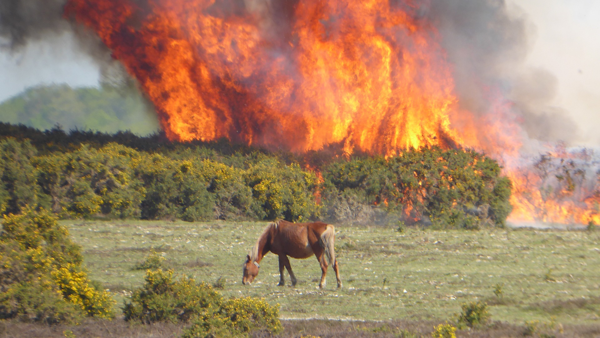 a heathland fire with a pony in front