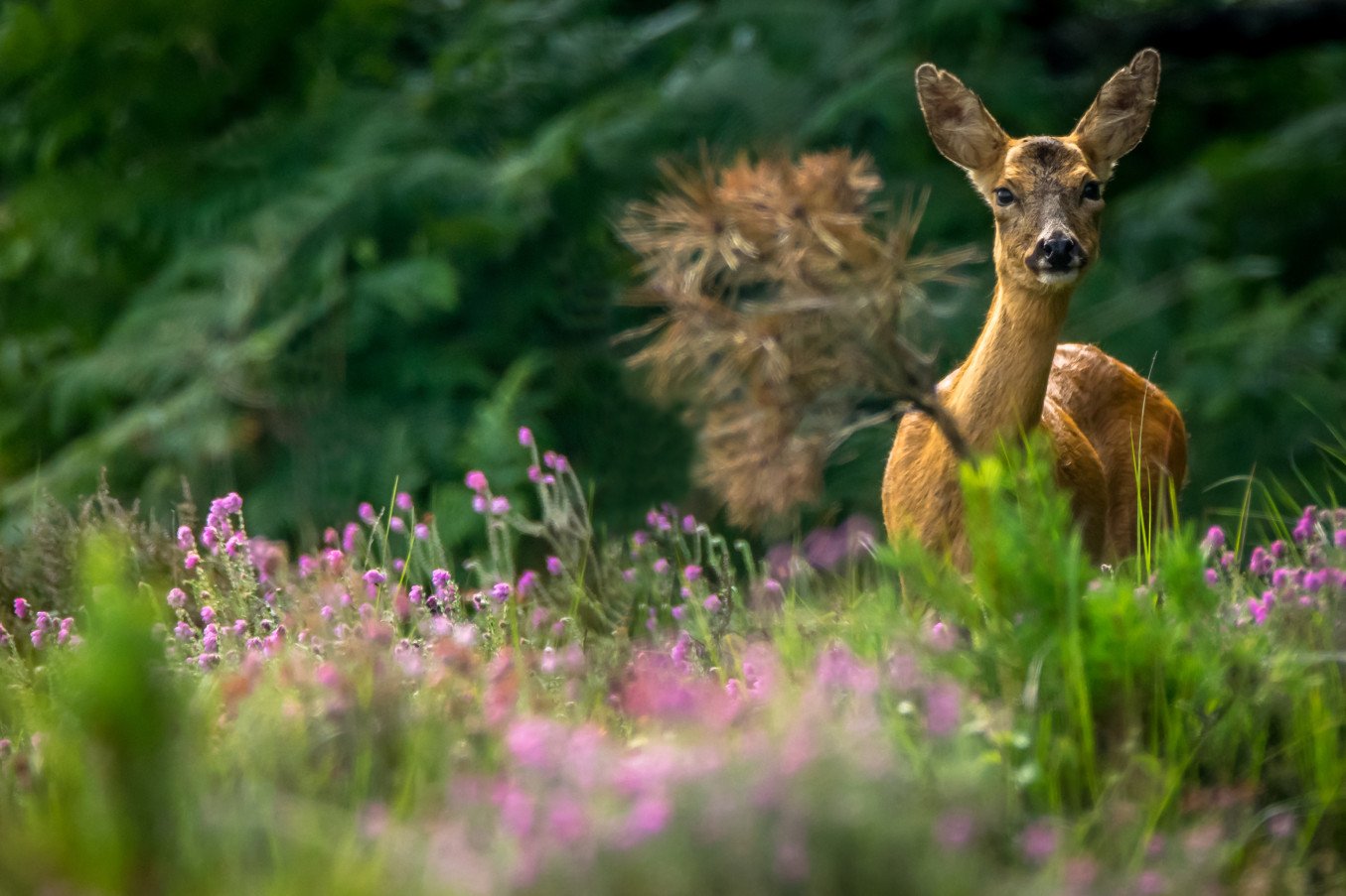 A roe deer amongst heather