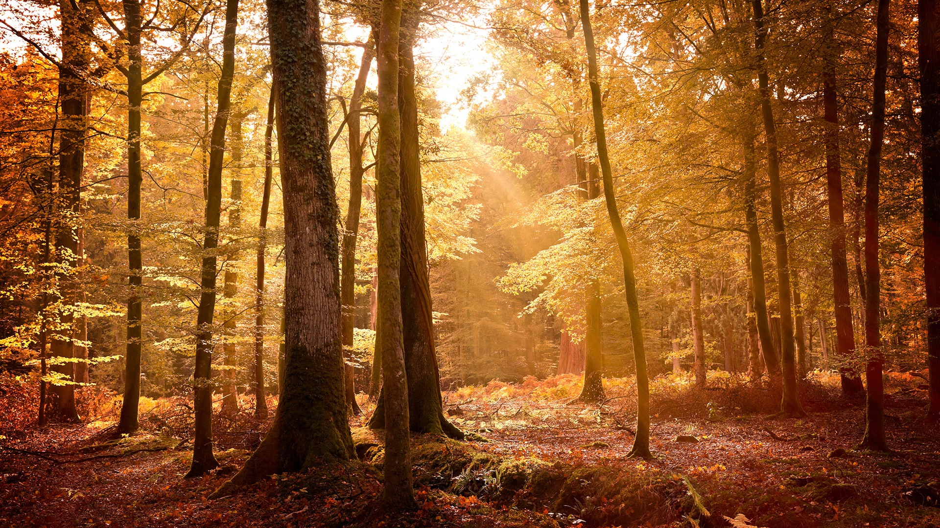 Sunbeams filter through tall trees in an autumn forest, lighting orange leaves and the leaf-covered ground