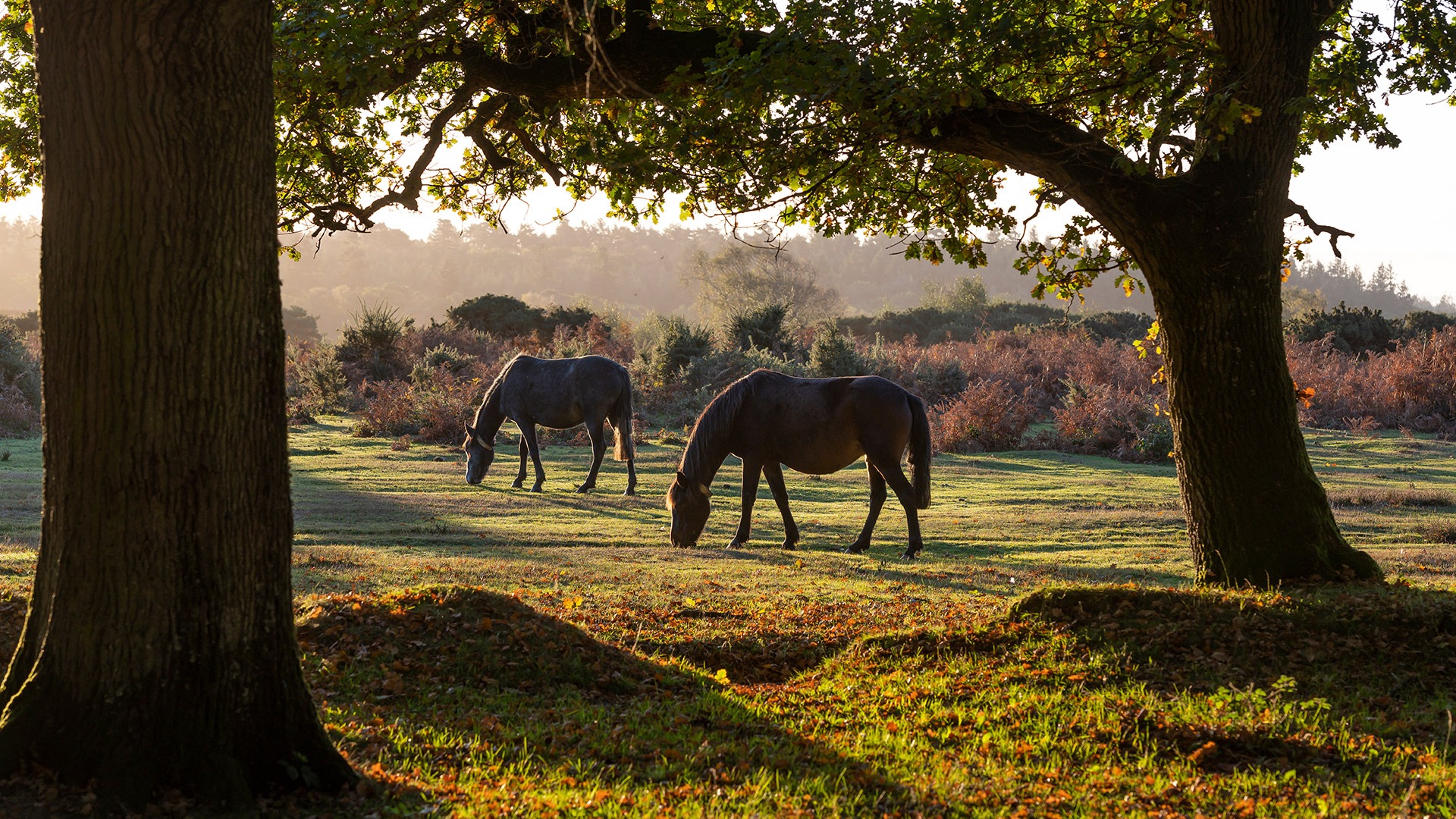 Two horses grazing in a sunlit meadow framed by large trees, with autumn shrubs in the background