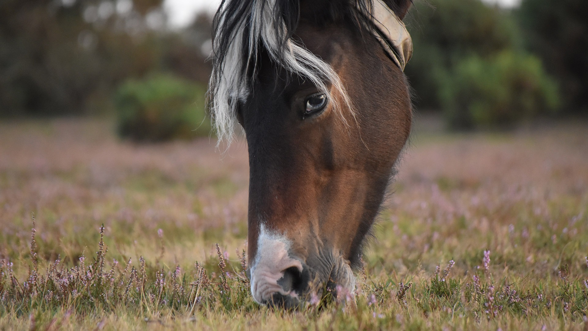 Close-up of a brown horse with a black-and-white forelock grazing in a field of purple heather