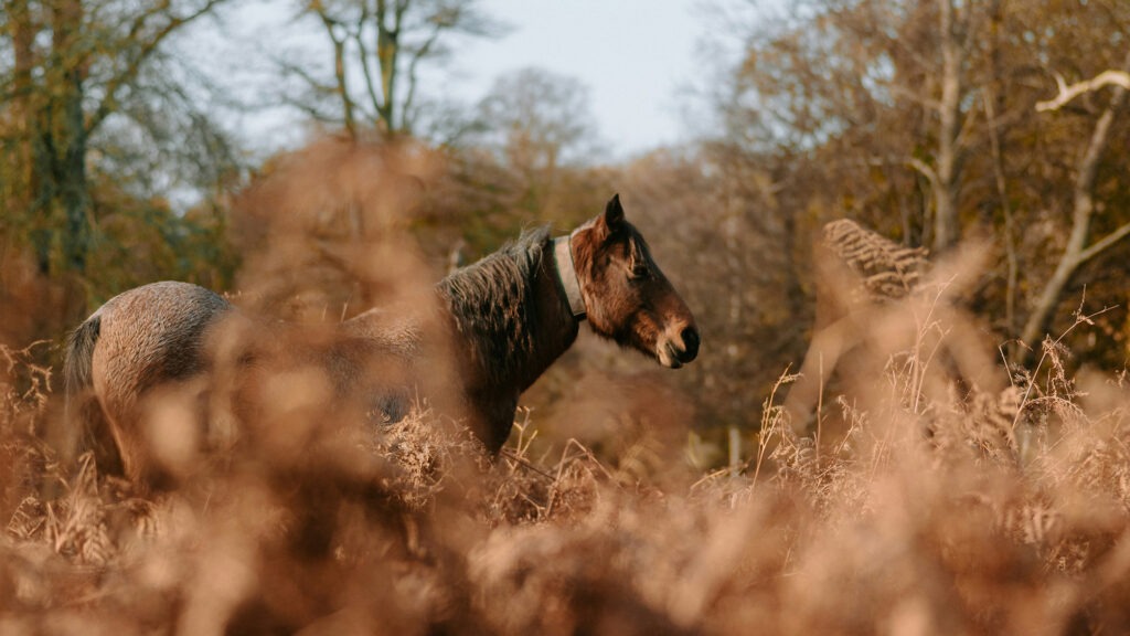 Brown horse standing in a field of dried ferns with autumn trees in the background
