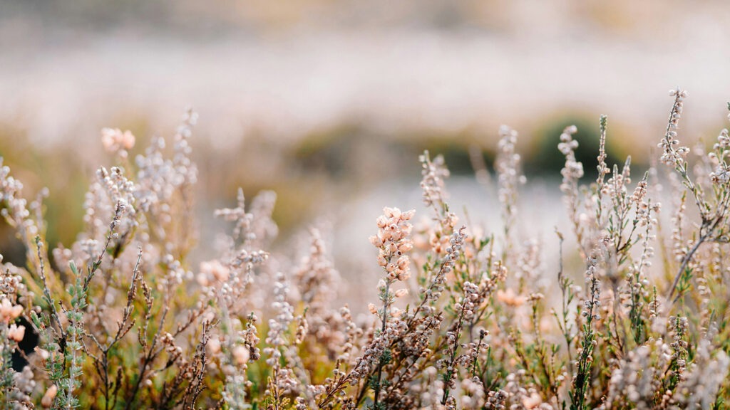 Close-up of wild heather plants with pale pink blossoms, with a softly blurred background