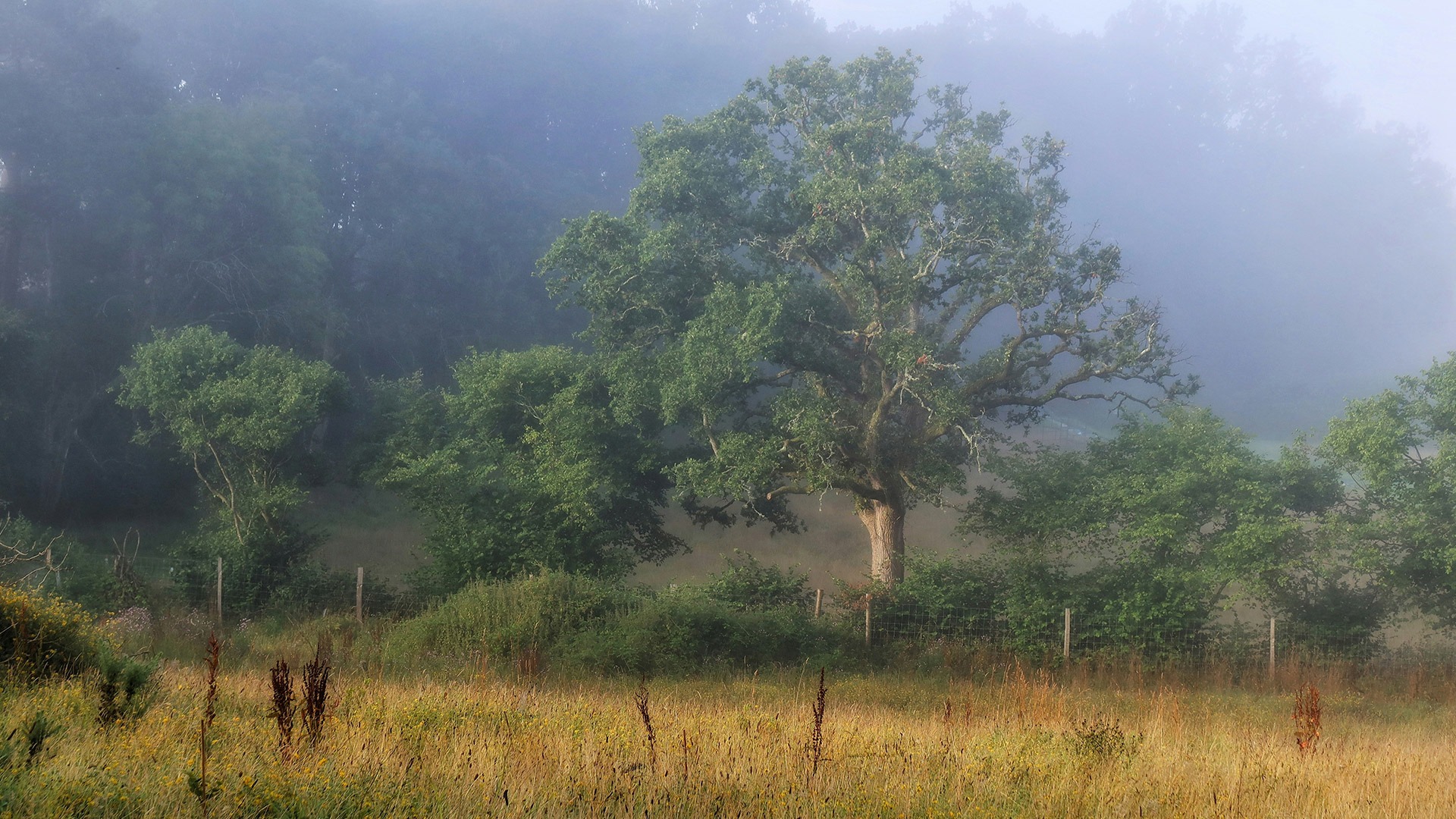 Consultation documents for draft Revised Habitat Mitigation Scheme Supplementary Planning Document (SPD)