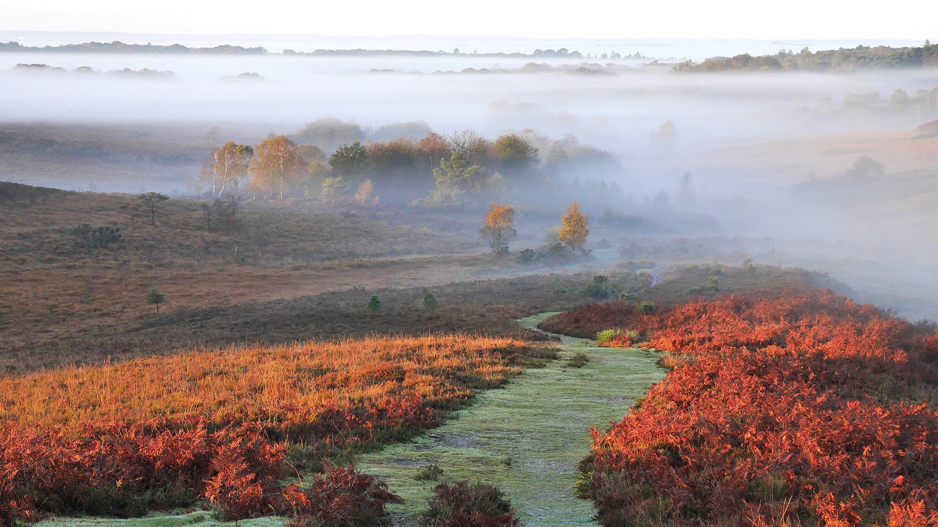 Misty autumn landscape with a winding grassy path through red bracken and distant trees in low fog