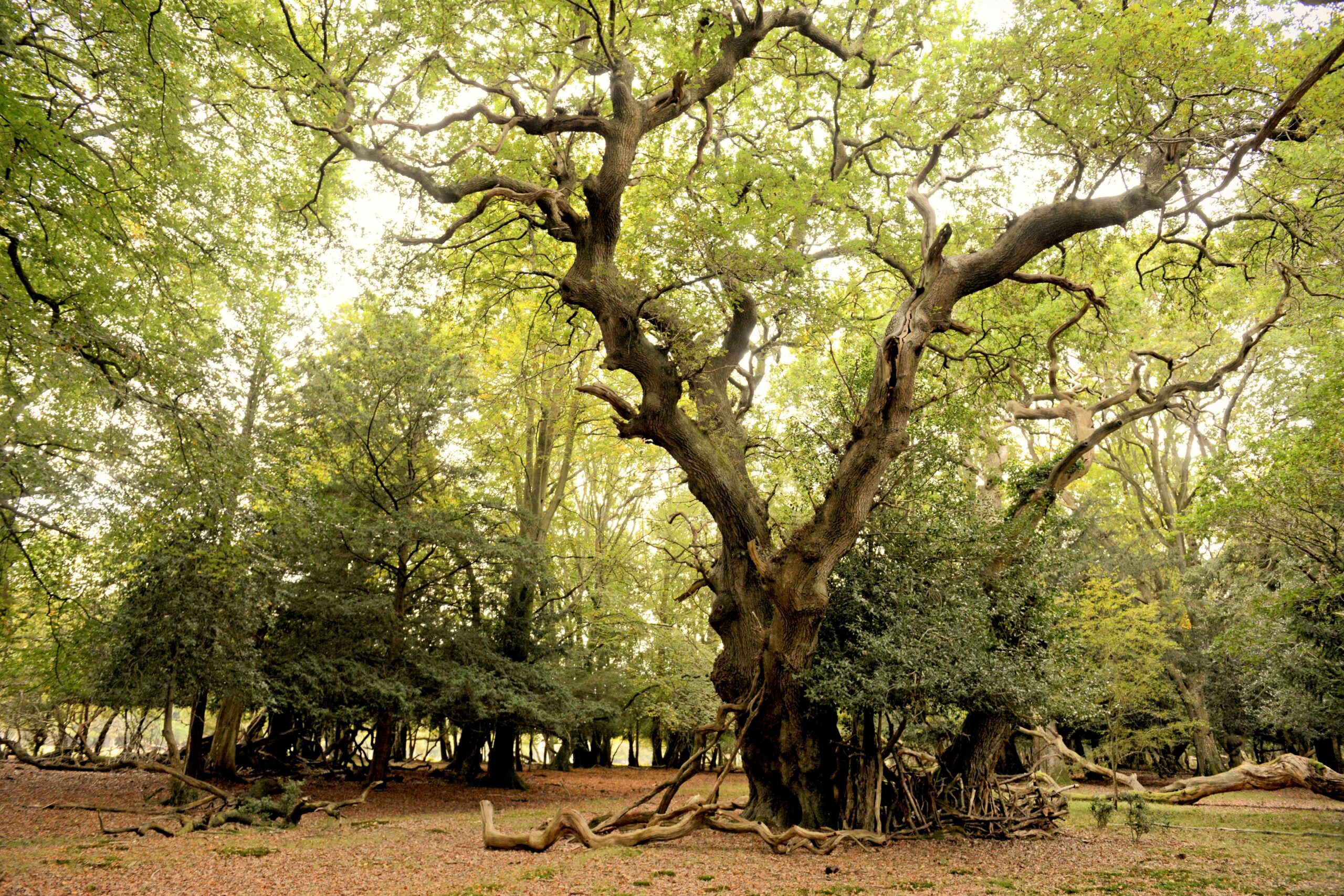 old tree in forest with green leaves