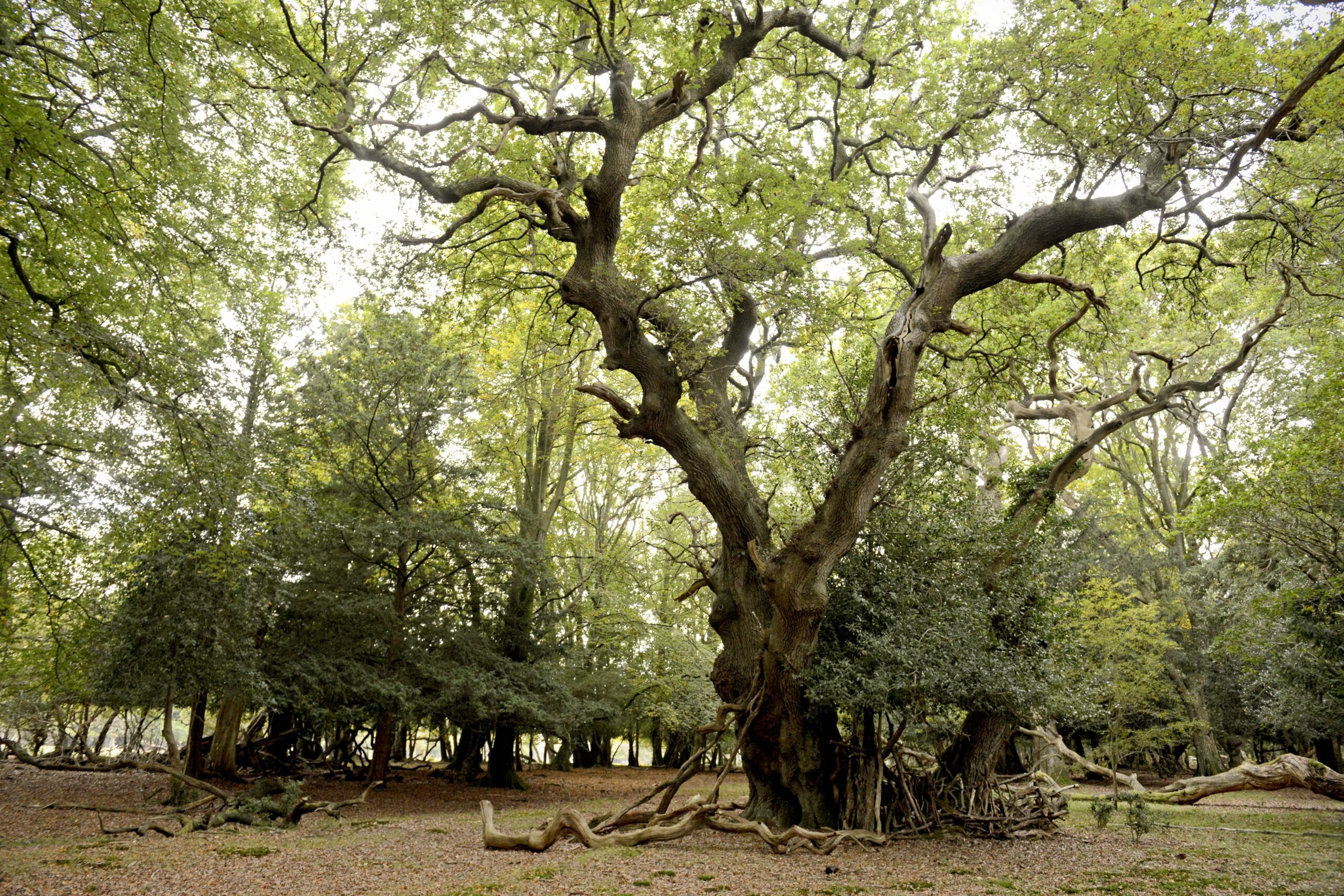 New Forest Autumn Walks Ashurst 18th October 2015