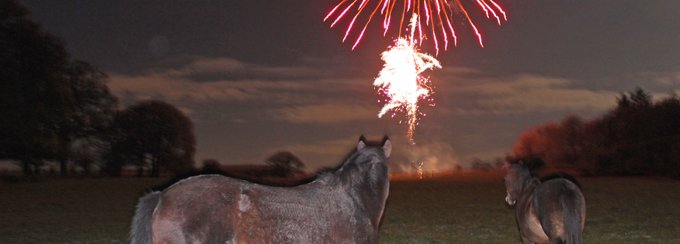 New_Forest_ponies_and_fireworks_news_article