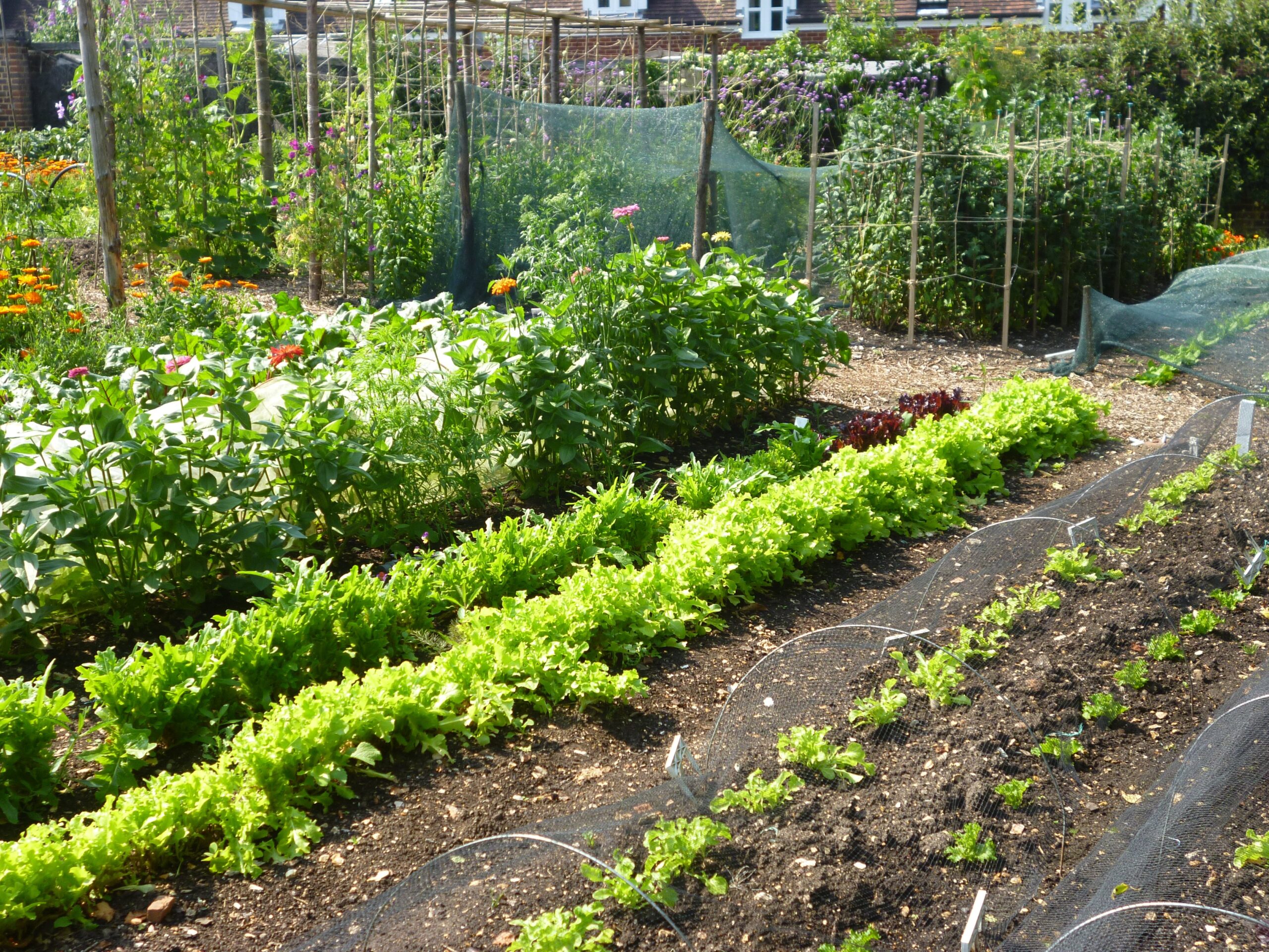 rows of green vegetables in an allotment