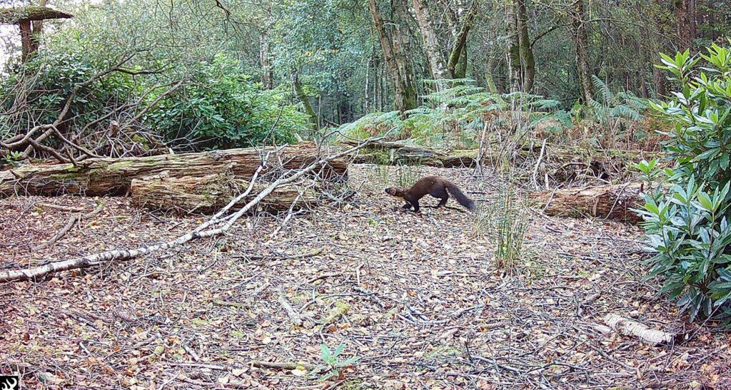 A small pine marten in a woodland setting with green shrubs in the background