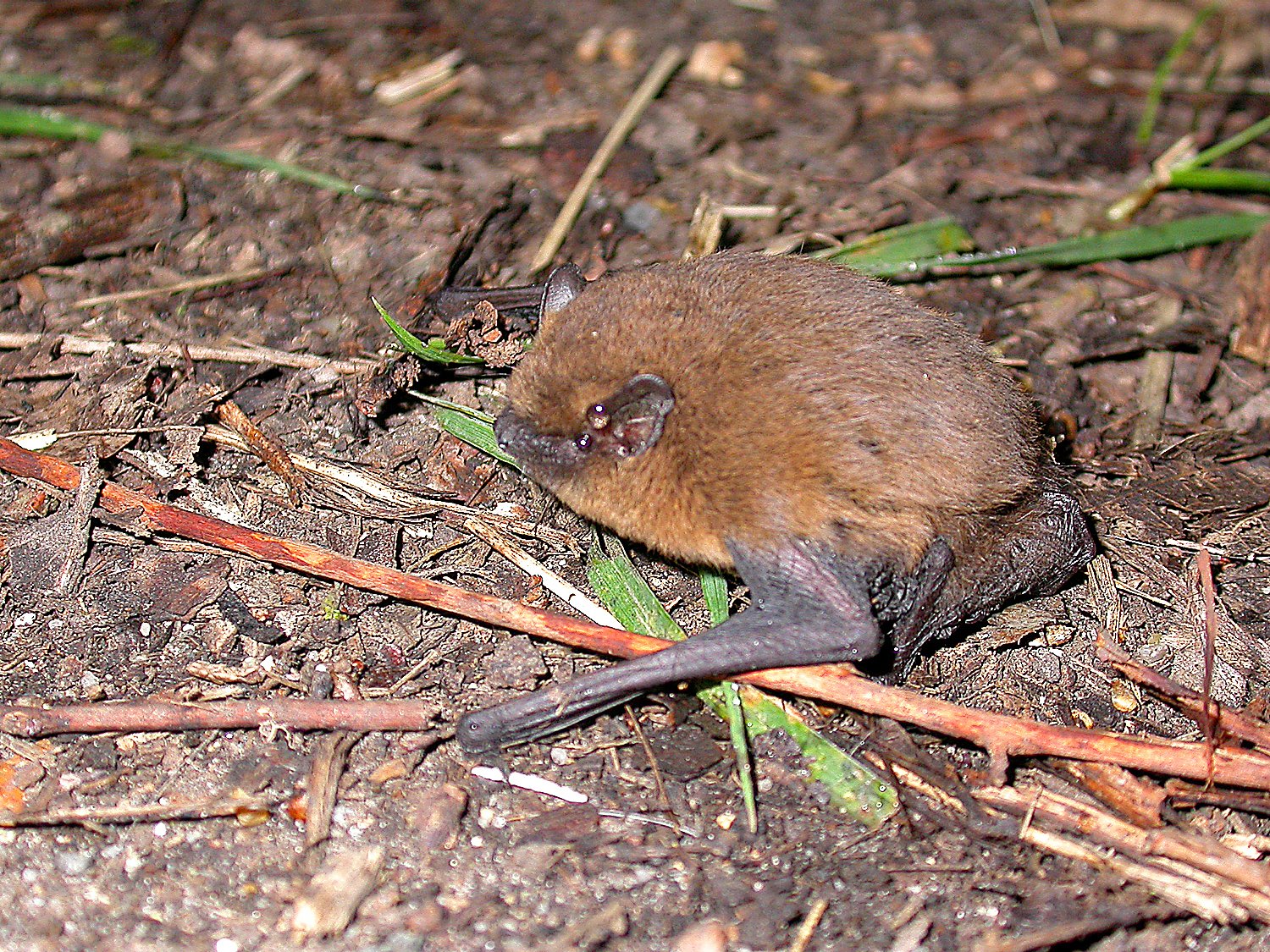 A Pipistrelle bat in the New Forest