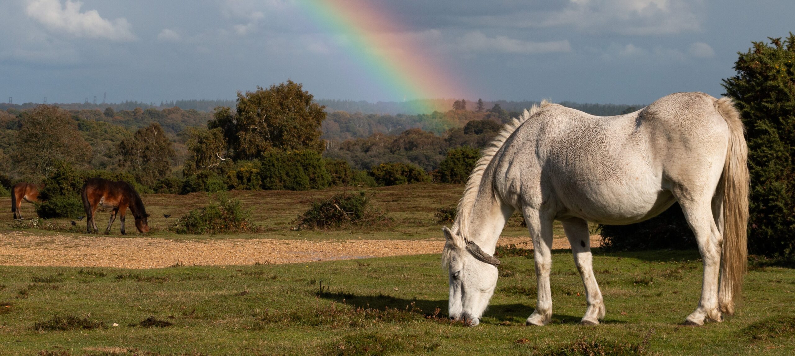 White pony with rainbow in the background.