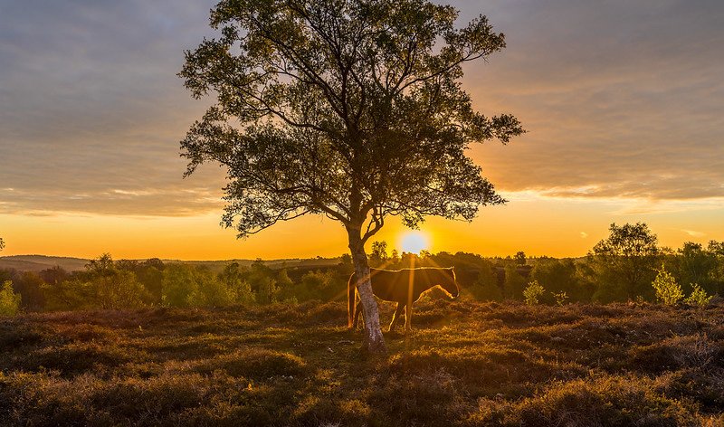 pony, tree, heathland, sunrise