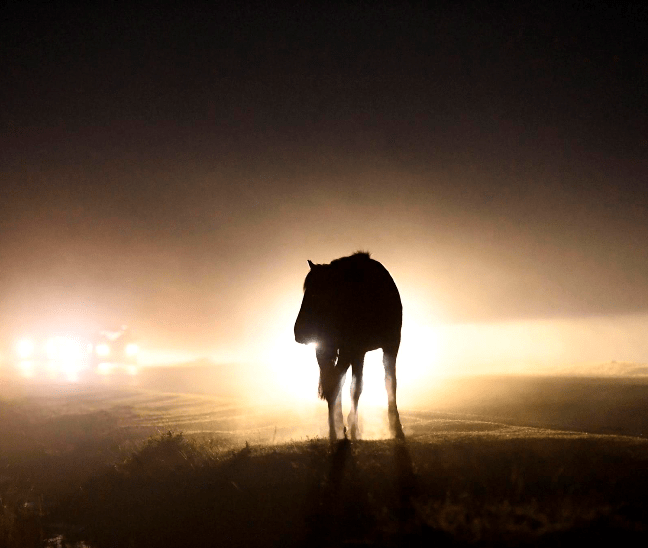 A New Forest pony stood on a roadside caught in car headlights. It appears as a silhouette among the bright beams