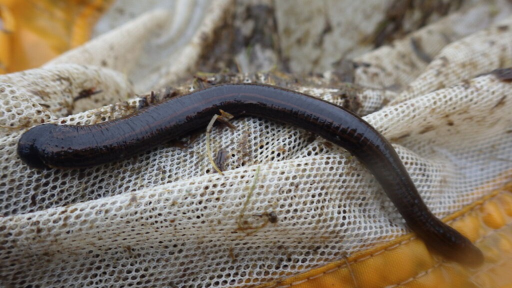 A close-up of a leech in a net