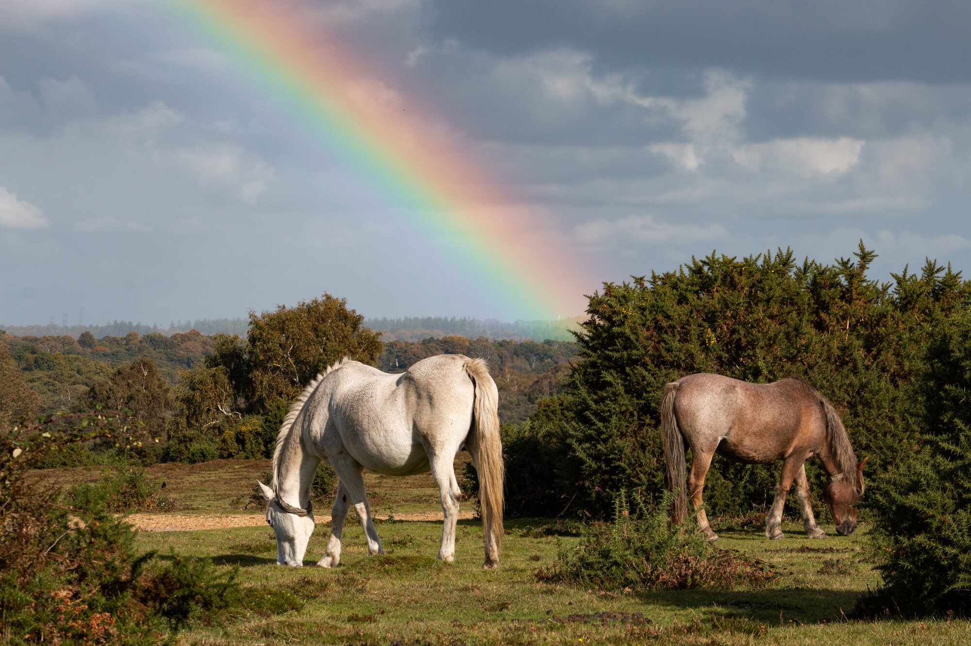 Two New Forest ponies grazing as a giant colourful rainbow crosses the sky in the background near Bolton's Bench, Lyndhurst.