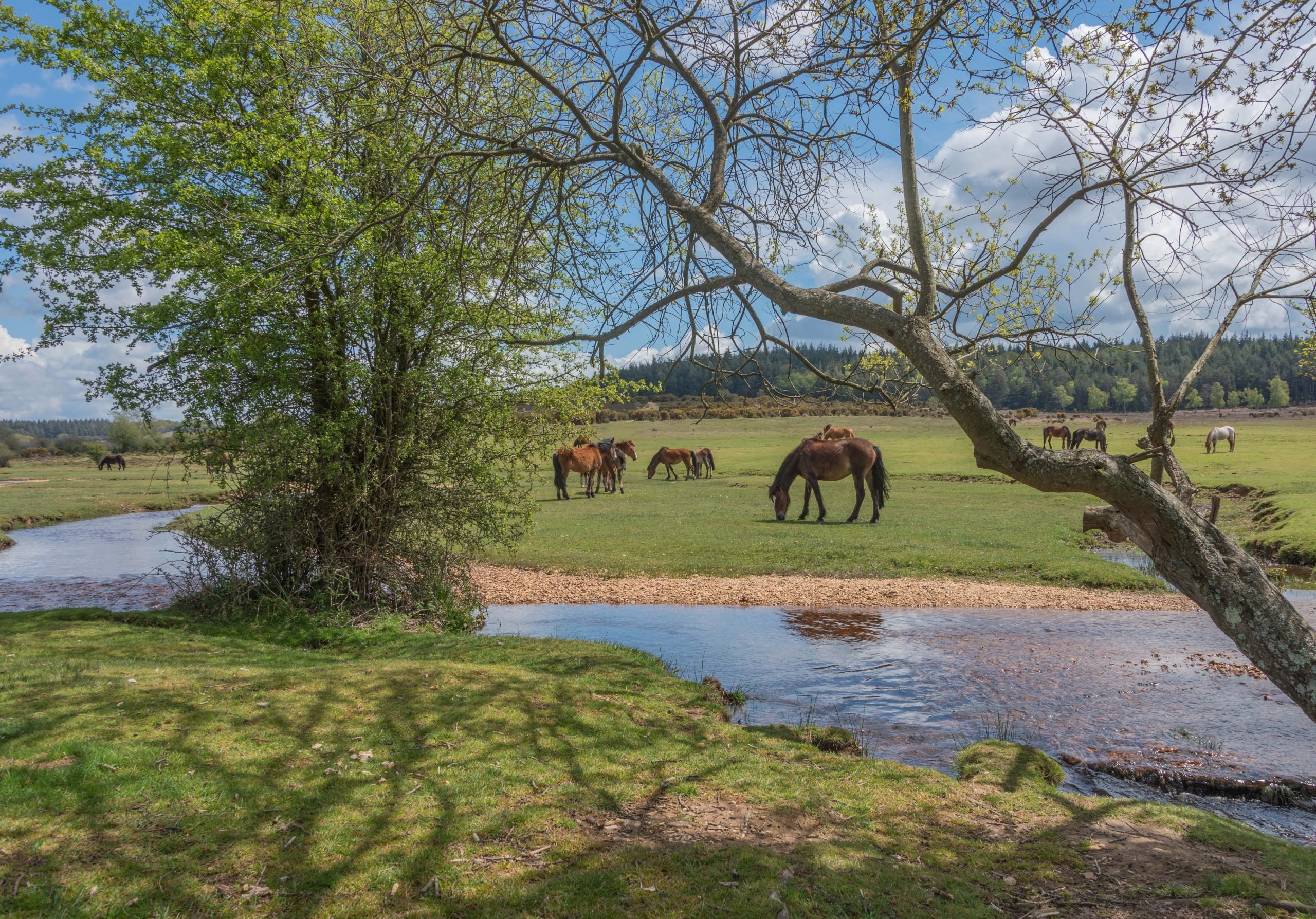 Ponies grazing in Ogdens