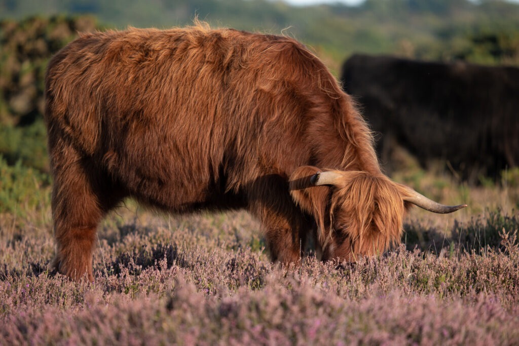 A Highland cow grazing in the New Forest