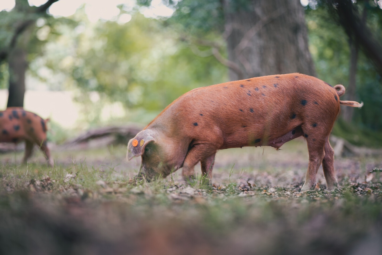 A red-brown pig out for Pannage in the New Forest.