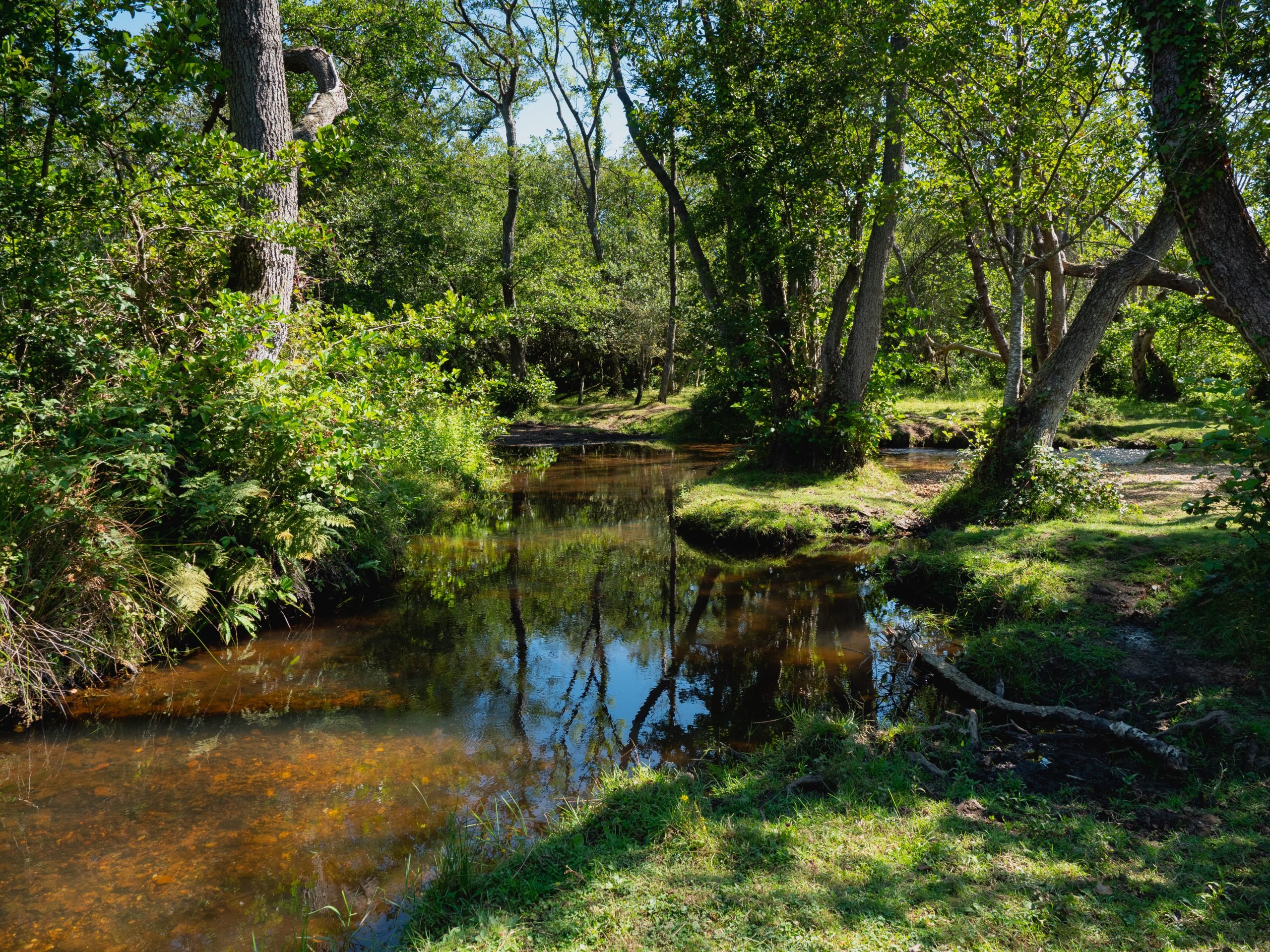 Stream in New Forest wetlands