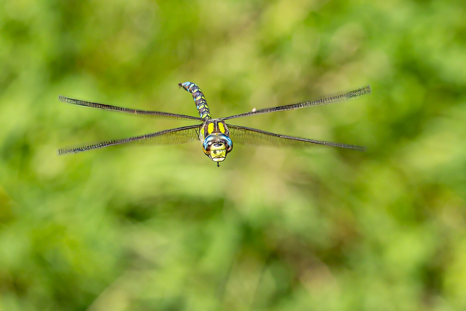 A flying insect with grassland backdrop
