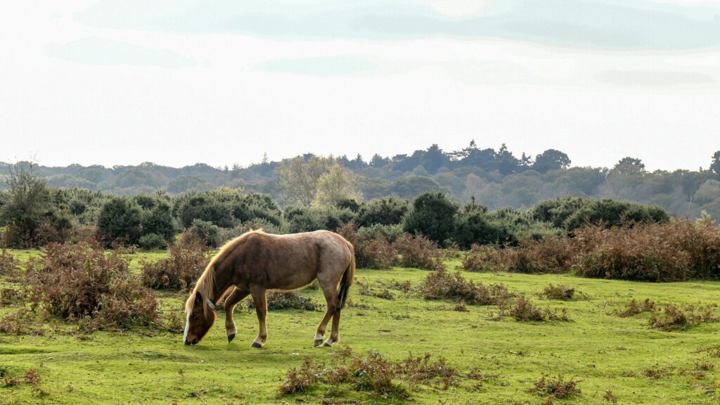 New Forest pony with a heathland backdrop