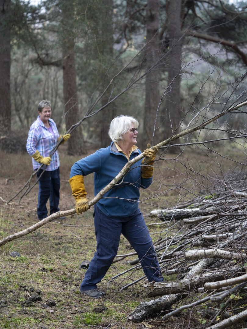 Two volunteers wearing gloves carry fallen branches in a forest, adding them to a pile of cut wood