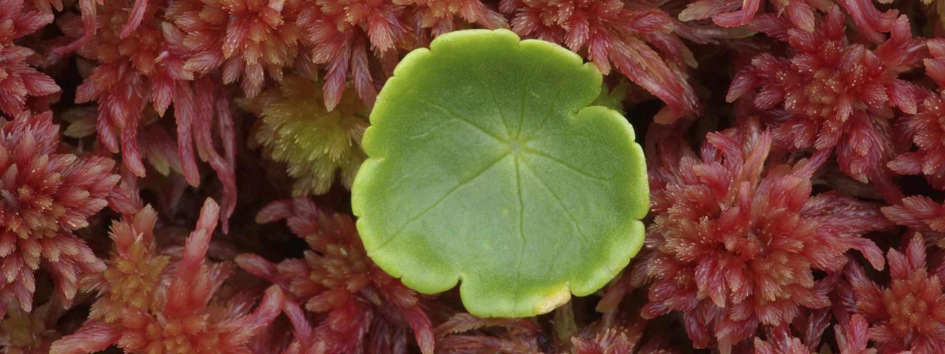 Close-up of a round green marsh pennywort leaf with scalloped edges growing among red moss