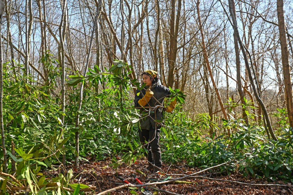 Volunteer in gloves carries cut rhododendron branches during clearing work at Teddy's Farm in Lymington woodland