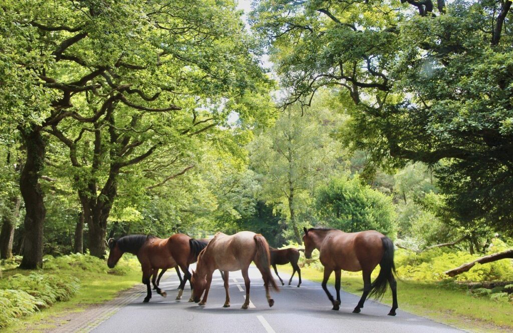 Ponies and a foal crossing a road in the New Forest. Tall trees full of green leaves line the road on either side.