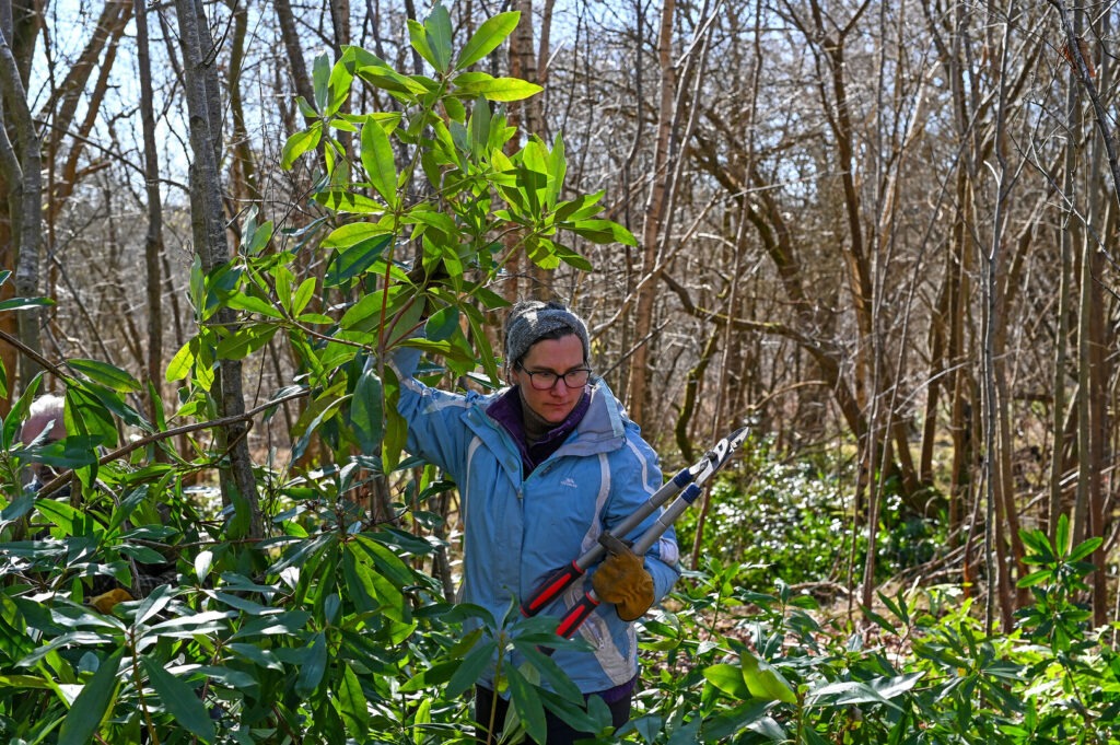 A female volunteer on a rhododendron clearance task.