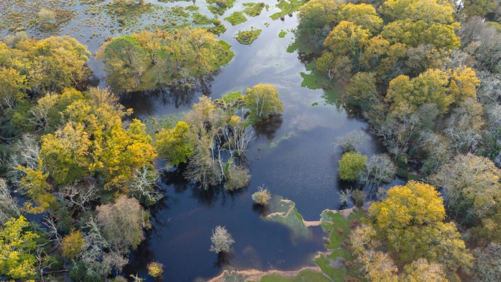 Aerial shot of trees surrounded by water