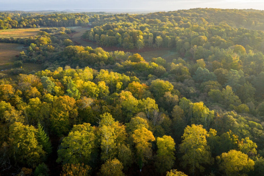 Aerial shot of green trees