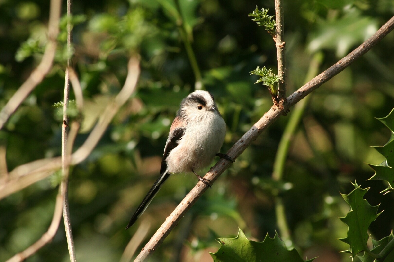 Small white bird resting on a thin branch