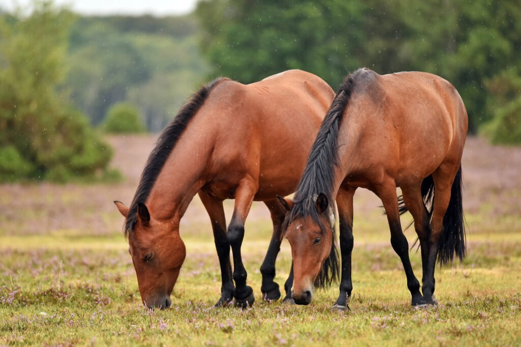 Two brown New Forest ponies grazing in a grassy heathland with purple heather and trees in the background