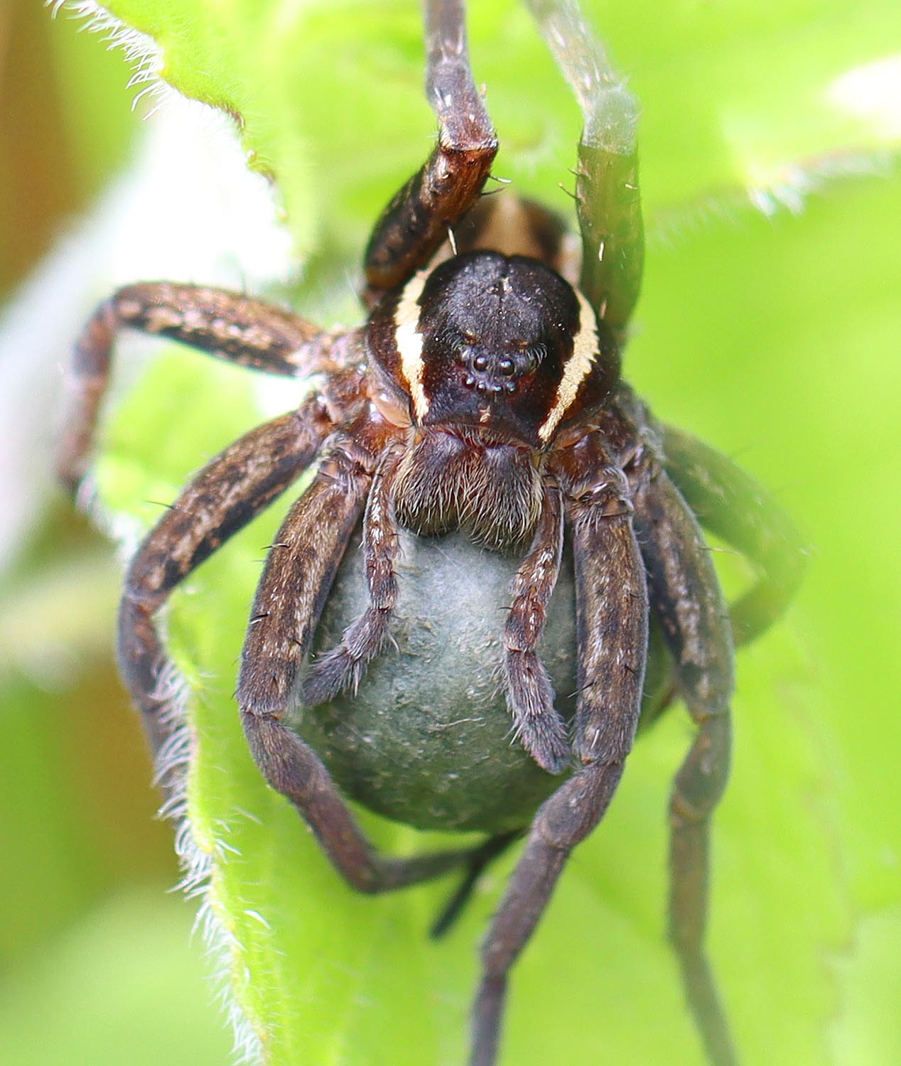 Close-up of a female raft spider holding a gray egg sac beneath her body among bright green leaves