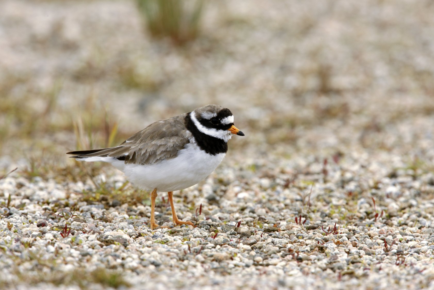 Ringed Plover