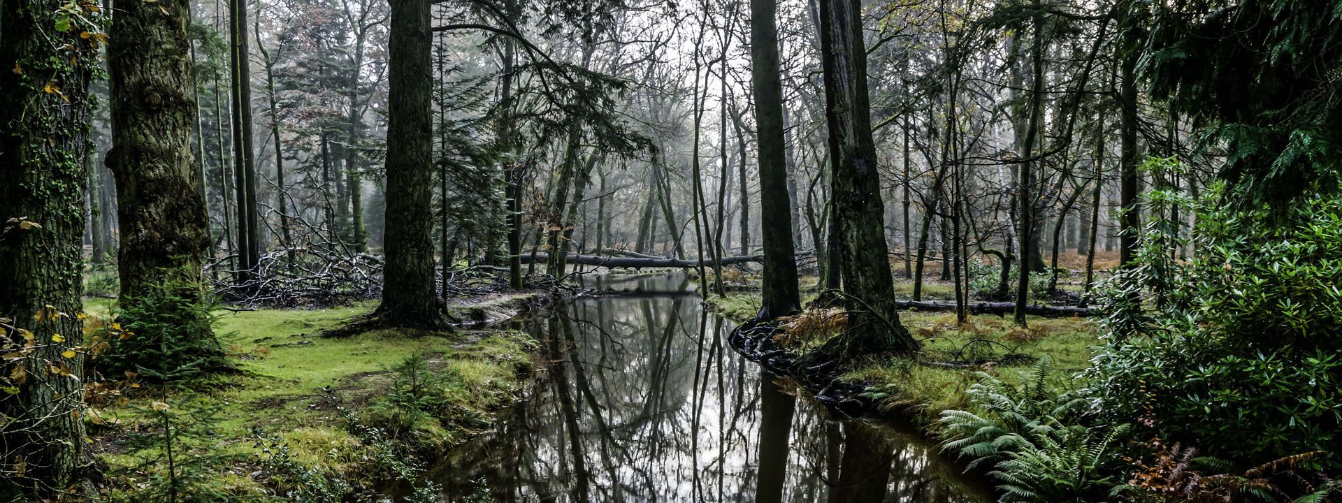 Image of River Blackwater Rhinefield Drive.