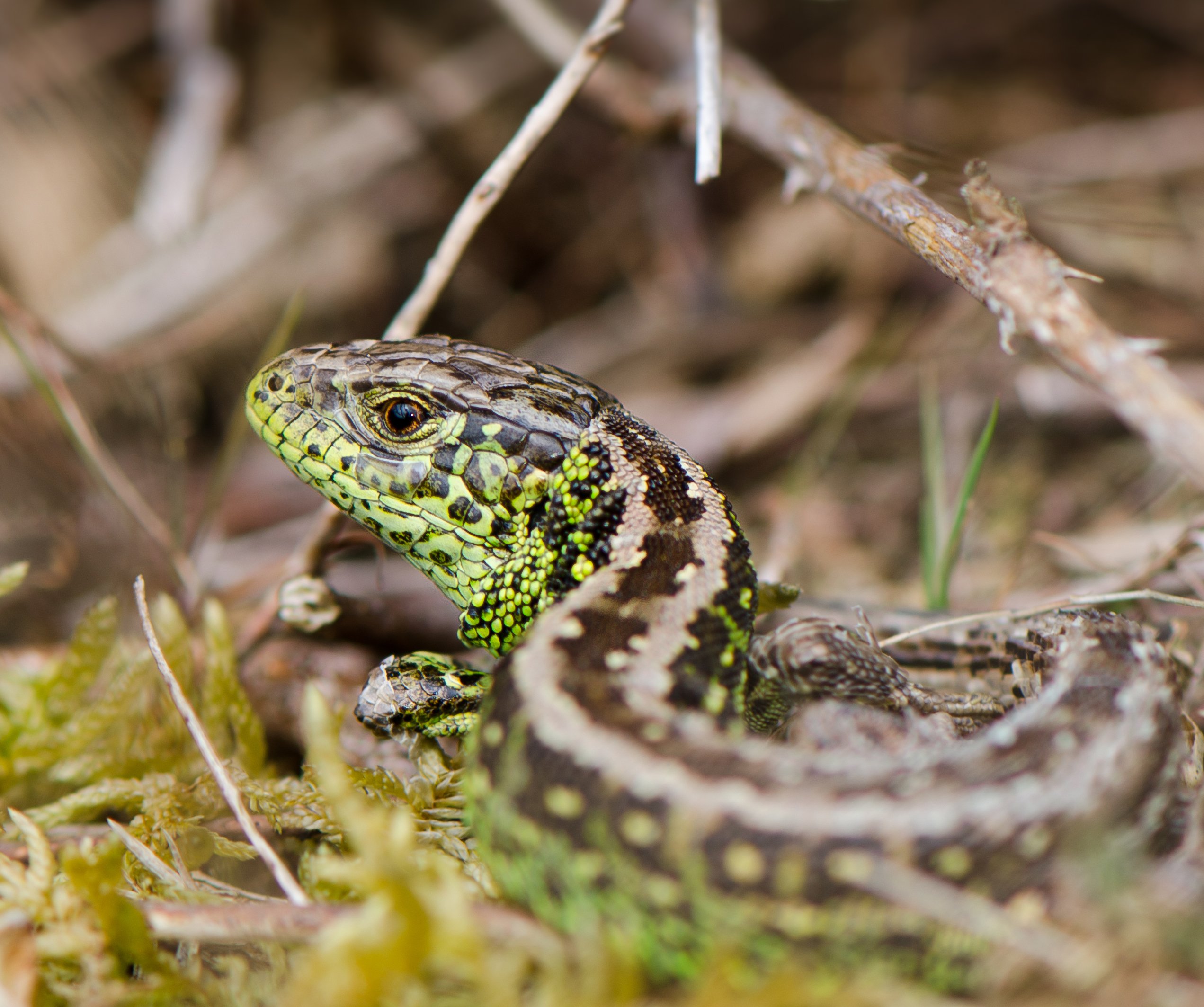 Sand lizard- cred Chris Dresh