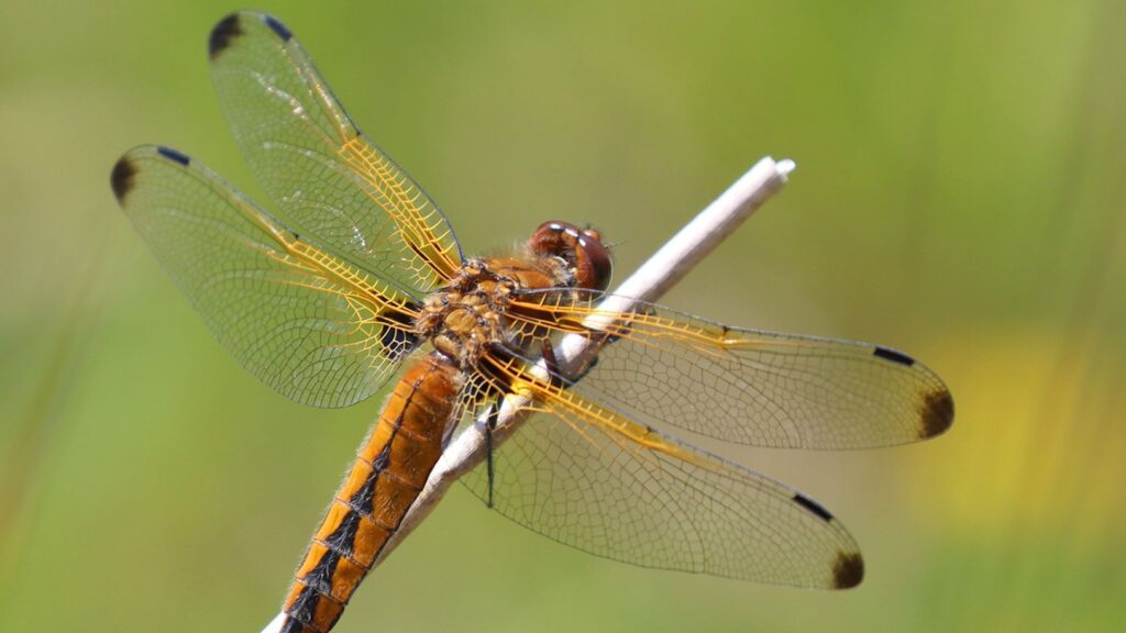 Close up of brown fly