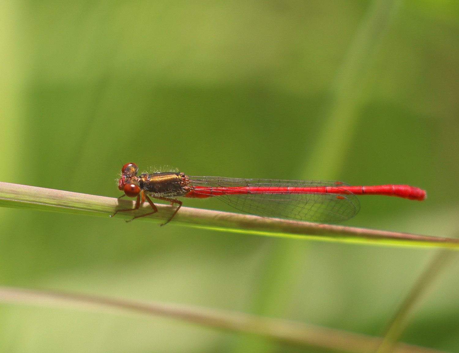 Small Red Damselfly