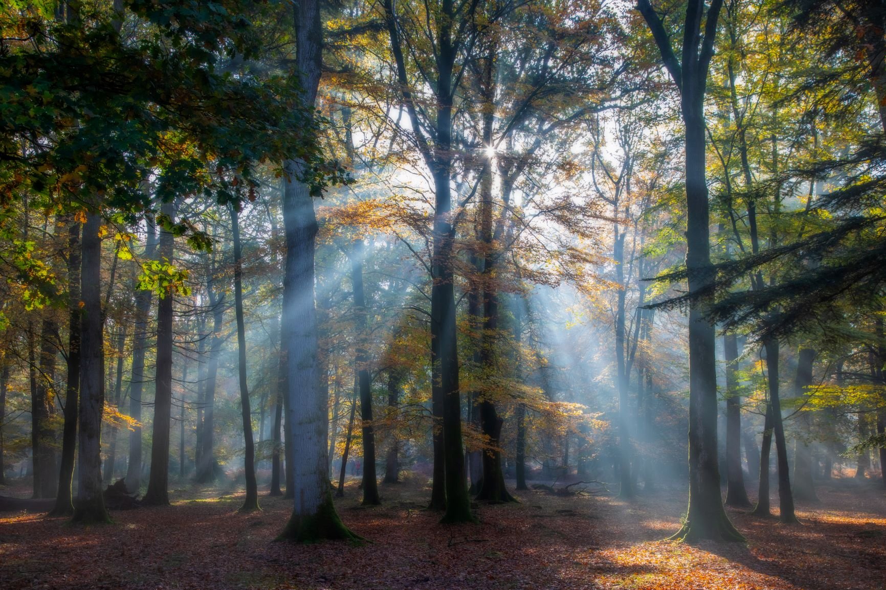 Sunlight shining through trees
