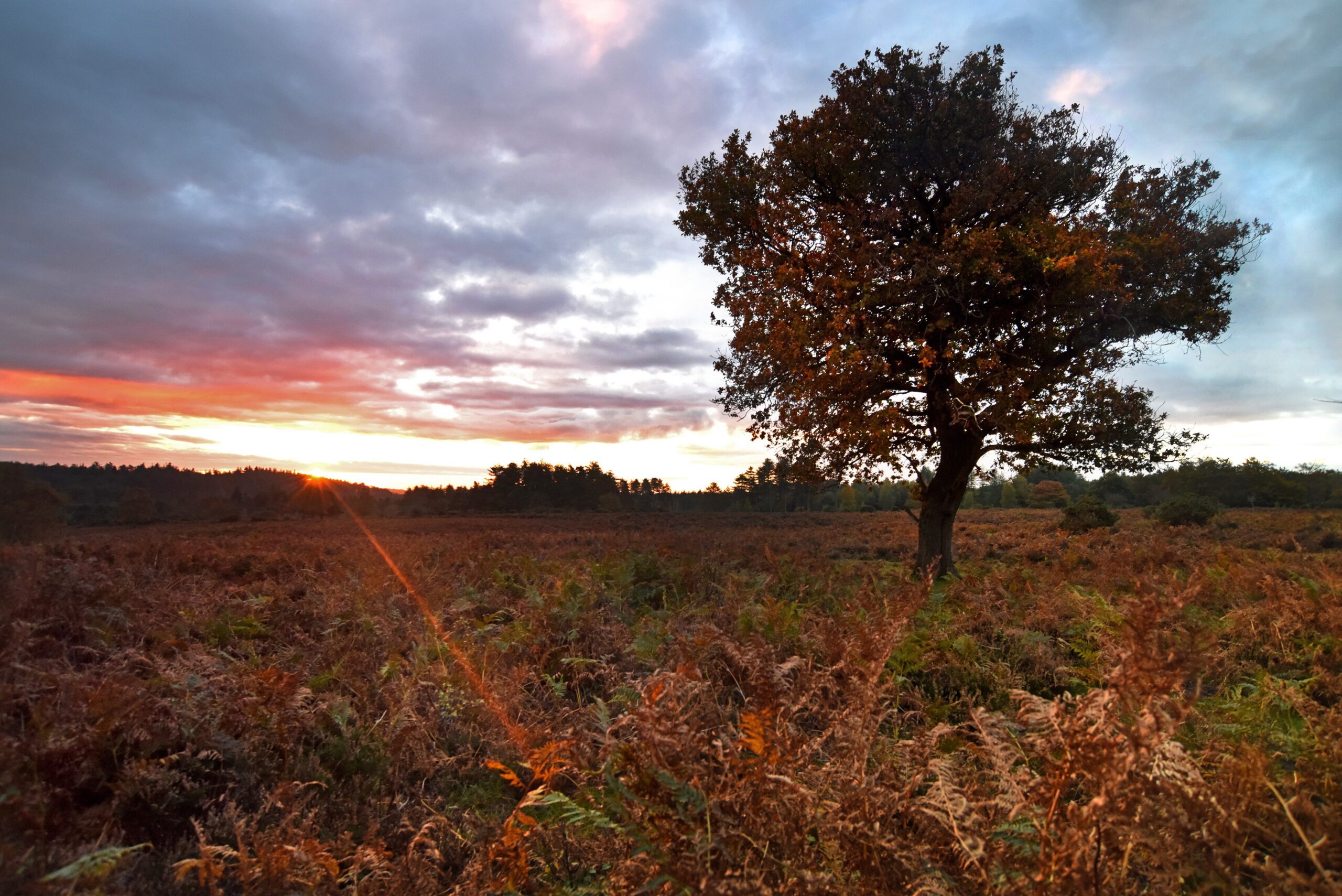 sunrise and tree over heathland