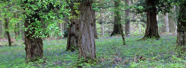 Terry_Bagley_Franchises_Lodge