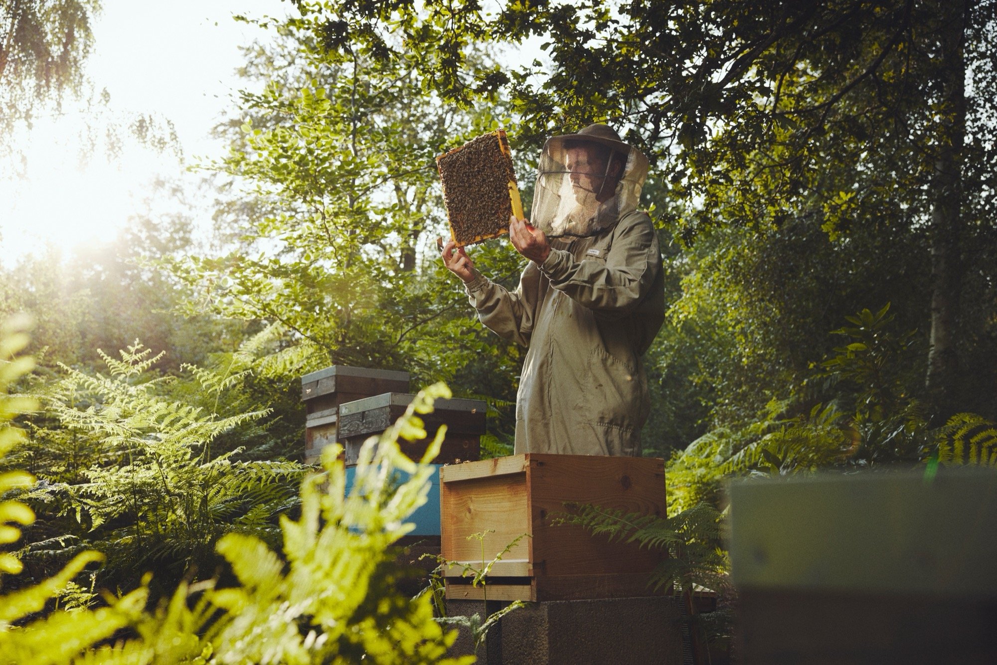 Beekeeper inspecting a hive