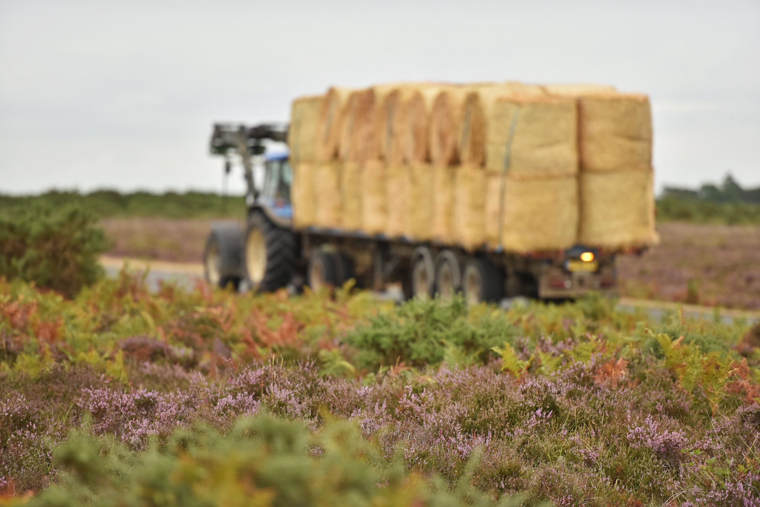 tractor and trailor with hay bales passes heather.